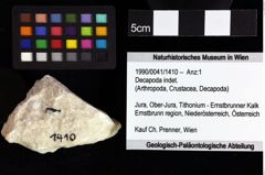 Foto (Objket + Etiketten) von Goniodromites sp. 